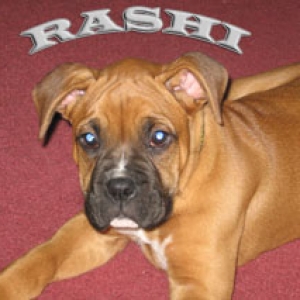 Rashi 8 Weeks