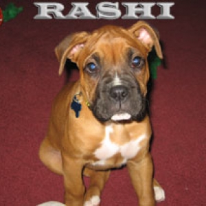 Rashi 8 Weeks Sitting