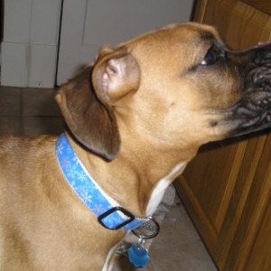new collar