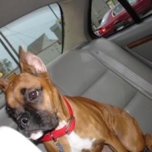 bailey