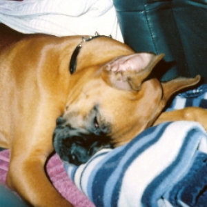 bailey