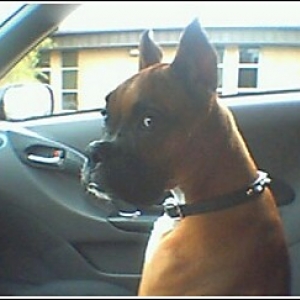 bailey