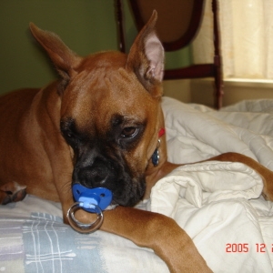 bailey