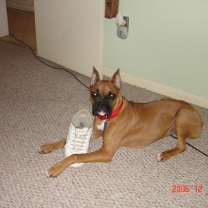 bailey