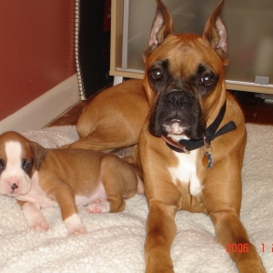 bailey and brutus
