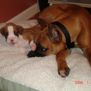 bailey and brutus