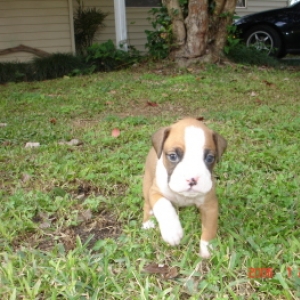 brutus
