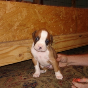 brutus