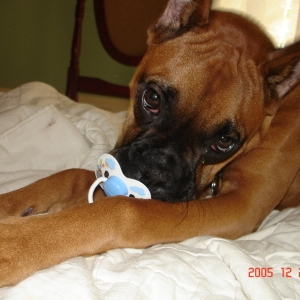 bailey