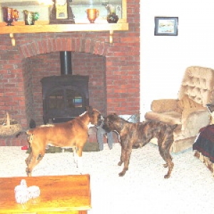 Belle and Jake play tug-o-war