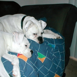 aaawwww2