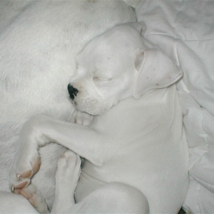 Jake's a Big Pillow