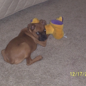 Rocky and his favorite toy