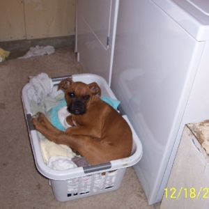 Rocky helping with the laundry