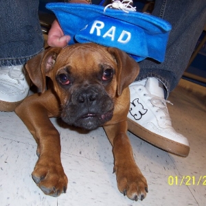 Rocky - top grad in puppy class