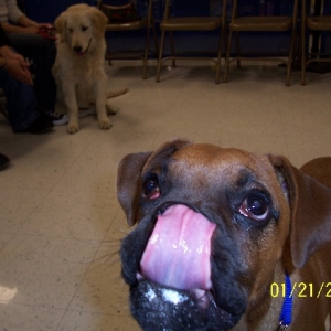 Rocky licking frosting off of his face