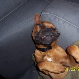 Rocky sleeping on the couch