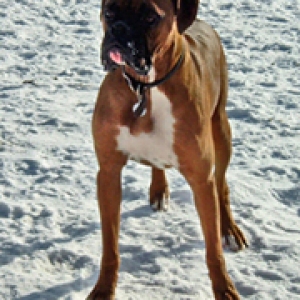 Milo 1 1/2 yrs. old