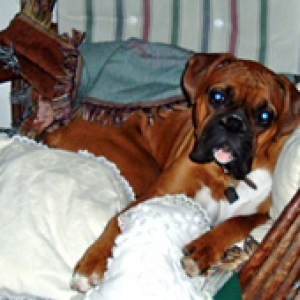 Milo in the rocking chair