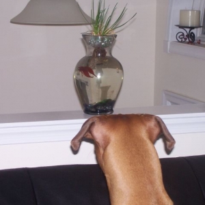 What is THAT????