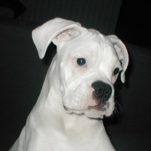 cute_puppy