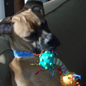 Luna and her new toy