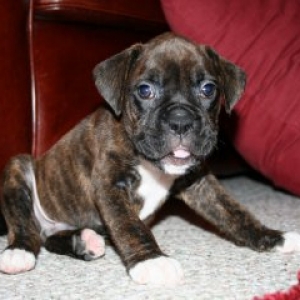 Our Baby Samson!