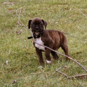 Playing in the yard