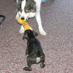 Iskra playing with Ice