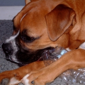 Keeya's favorite toy1
