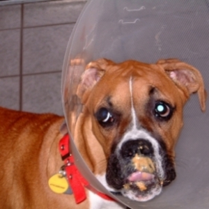 Keeya's cone