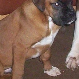 Our New Boy