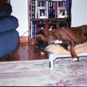 duke