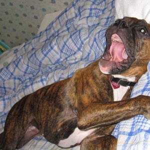 Boxer Talk