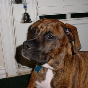Buddy1/26