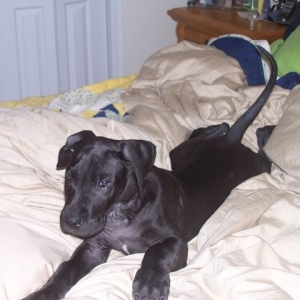 Grizz on the bed :)