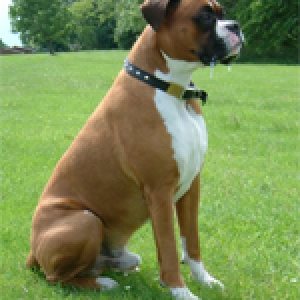 Harveyfeild