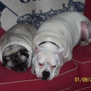 Lily (Pug) & Rocky
