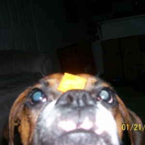 Gimme dat cheez-it!