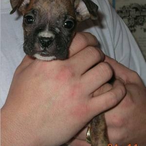 My new baby when we got her... 8 wks old....