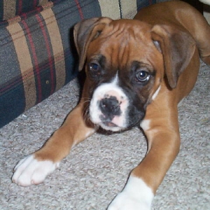 My precious puppy!!