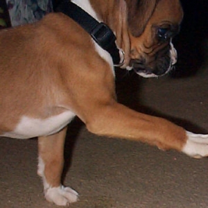 This is Trip at 7 weeks