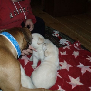 Luna and the puppies