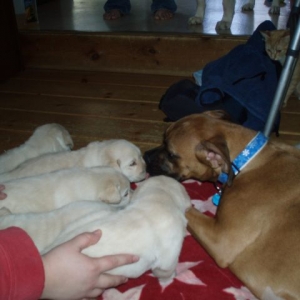 Luna loves the puppies