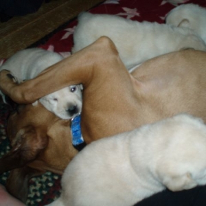 Hey these guys are so much fun!!!!