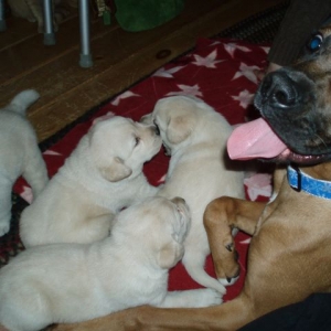 Mom can i have one?