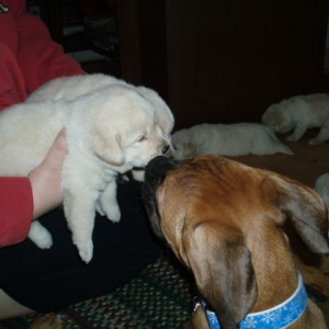 AAAWWWEEEE