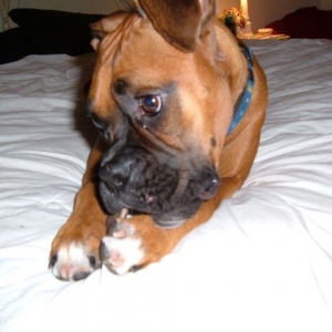 chewing