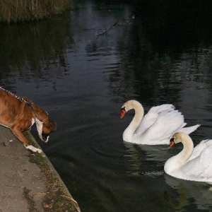 Henri and swans