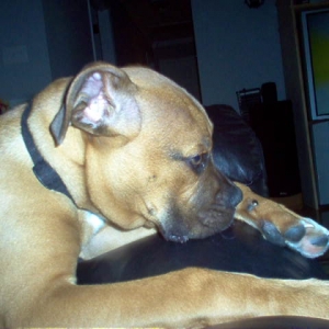 Chico#6